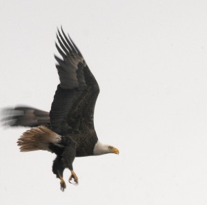 Eagle Island is aptly named. One seems to be bidding us goodbye as we depart the private island © 2015 Karen Rubin/news-photos-features.com