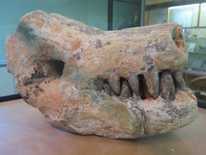 The skull of a triceratops, Randy, excavated in Madagascar,  is on view in the Herkimer Diamond Mines museum © 2015 Karen Rubin/news-photos-features.com