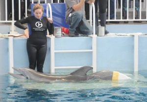 Winter, the plucky dolphin and star of "Dolphin Tale" with her prosthetic tail at the Clearwater Marine Aquarium, one of the major attractions near the Don Cesar © 2016 Karen Rubin/news-photos-features.com