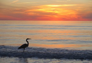 A Great Blue Heron appreciating the sunset on Don Cesar’s beach © 2016 Karen Rubin/news-photos-features.com