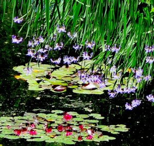 The gorgeous lily pond at Heritage Museum & Gardens in Sandwich, Cape Cod © 2016 Karen Rubin/news-photos-features.com