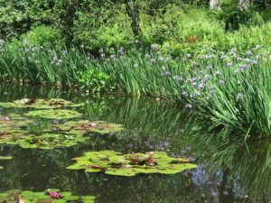 The gorgeous lily pond at Heritage Museum & Gardens in Sandwich, Cape Cod © 2016 Karen Rubin/news-photos-features.com 