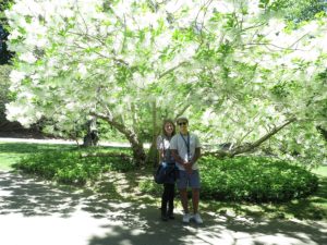 The Fringe Tree at Heritage Museum & Gardens in Sandwich, Cape Cod © 2016 Karen Rubin/news-photos-features.com