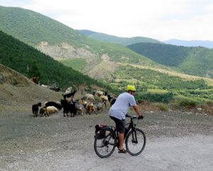 Biketours.com’s president Jim Johnson riding his e-bike past a herd of goats © 2016 Karen Rubin/news-photos-features.com