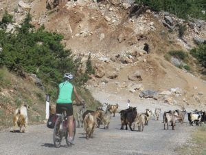 Biking through a herd of goats © 2016 Karen Rubin/goingplacesfarandnear.com