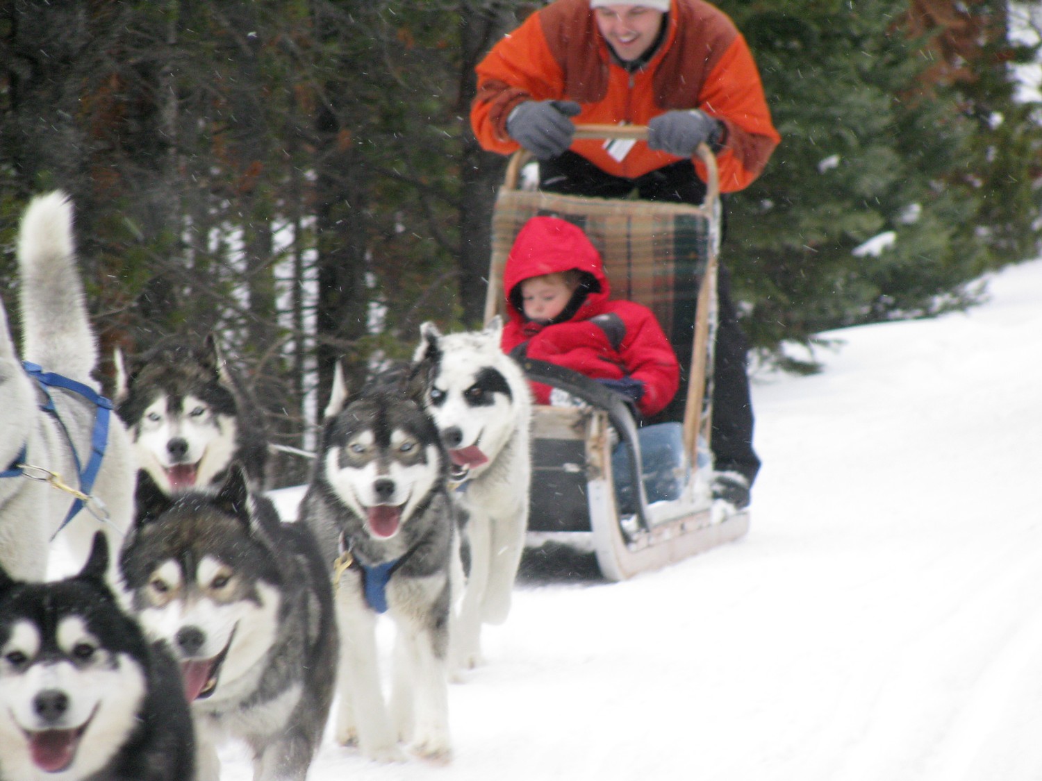 Ski.com can help you choose and get the best deals at 120 different resorts, like Breckenridge, one of the top trending resorts this season, and book special events, such as dog-sledding (photo by Eric Leiberman/Travel Features Syndicate)
