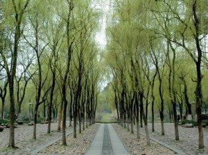An archway of graceful willow trees leads to the statue of Qian, the first king of Wu © 2016 Karen Rubin/goingplacesfarandnear.com