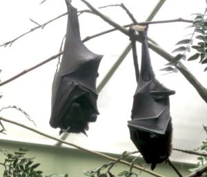 Bats at the National Aviary in Pittsburgh © 2016 Karen Rubin/goingplacesfarandnear.com