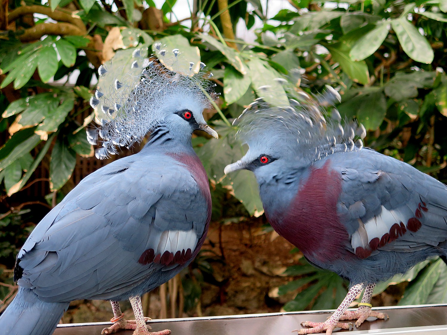 The National Aviary in Pittsburgh lets you see up close, without any caging between you, such exotic birds as the Victoria Crowned Pigeon © 2016 Karen Rubin/goingplacesfarandnear.com