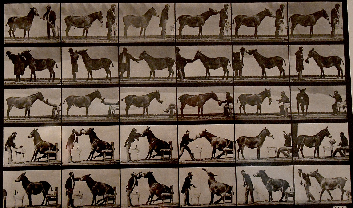 Eadweard Muybridge’s breakthrough photo, “The Horse in Motion,” from 1878 is on view at the Nassau County Museum of Art © 2016 Karen Rubin/goingplacesfarandnear.com