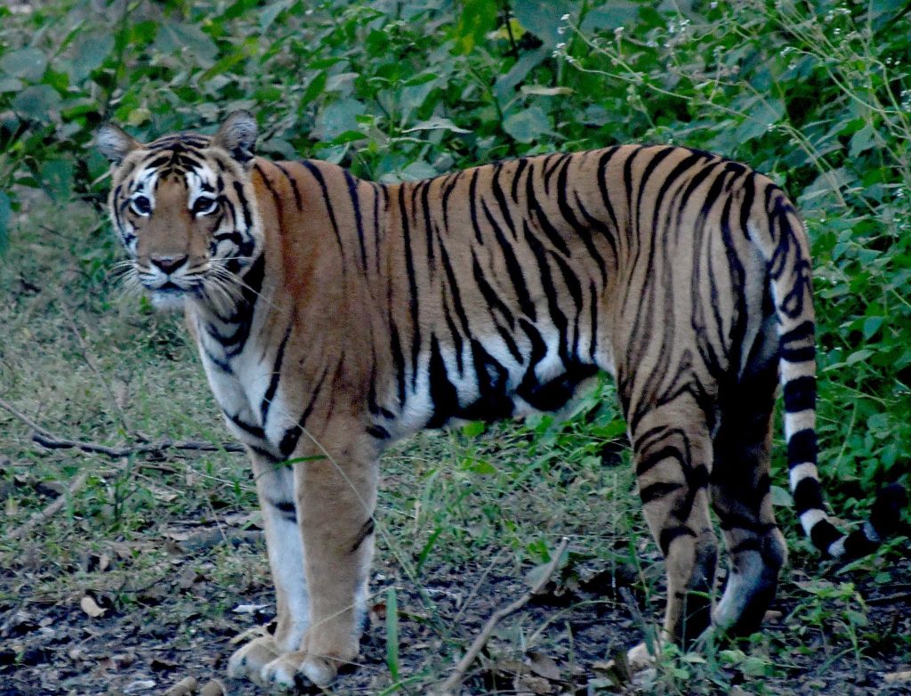 Tiger, Tiger! On Safari in India’s Kanha National Park | Going Places ...