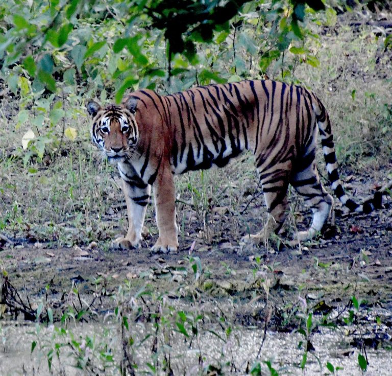 Tiger, Tiger! On Safari in India’s Kanha National Park | Going Places ...