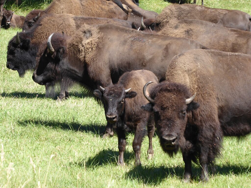 Bison (American Buffalo)  Black Hills & Badlands - South Dakota